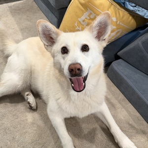 Fundraising Page: Piper Pup Edling